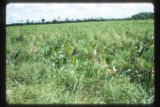 Marshes adjacent to the La Venta archaeological zone in Northwest Tabasco state, Mexico. Note Cyperus giganteus similar to Cyperus Papyrus