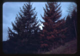 Parch Blight in Douglas Fir