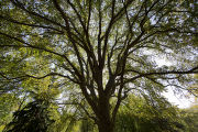 The original 'St. Croix' elm tree near Afton, Minnesota. Resistant to Dutch elm disease.