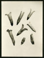 Ginkgo biloba