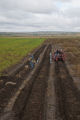 Potato breeding, harvest. University of Minnesota potato breeding plots at the Williston Research Extension Center in North Dakota.