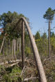 Blow down of old red and white pines on the Chippewa National Forest, Minnesota, in July, 2012.