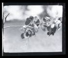 Bells Vireo nest found on Fort Snelling Reservation