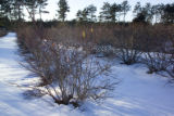 Blueberry breeding, winter hardiness testing by the University of Minnesota.