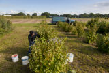 Harvesting hazel nuts from breeding plots on the St. Paul campus, University of Minnesota.