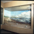 A geology diorama of birds on a beach in a display case in the Science Building at UMD