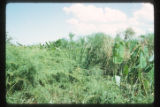 Marshes adjacent to the La Venta archaeological zone in Northwest Tabasco state, Mexico. Note Cyperus giganteus similar to Cyperus Papyrus