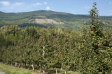 Apple Valley orchard grows University of Minnesota Honeycrisp apples in the foothills of the North Cascades.