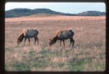 Elk