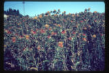 Safflower, Lincoln College