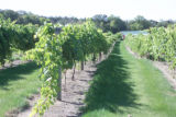 Milroy Vineyard near Redwood Falls, Minnesota.