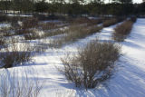 Blueberry breeding, winter hardiness testing by the University of Minnesota.