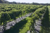 Milroy Vineyard near Redwood Falls, Minnesota.