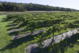 Milroy Vineyard near Redwood Falls, Minnesota.