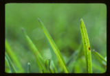 Turf grass