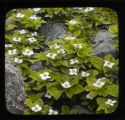 Cornus canadensis among rocks