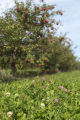 Clover flowering at Apple Junction orchard in Washington County, Minnesota.