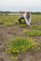 Birdsfoot trefoil seed production, St. Paul campus.