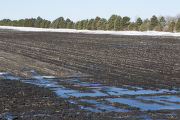 Field windbreak, snow drift and soybean residue in March, Redwood County, Minnesota.