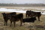 Bovine TB research and control in northern Minnesota, to prevent spread of disease between livestock (primarily cows) and wild deer.