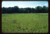 Mickelson Farm old field