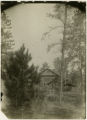 Pine regeneration and foreman's cottage prior to 1933