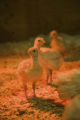 Turkey research, flock at Rosemount Research and Outreach Center, University of Minnesota.