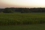 Corn field in Carver County, Minnesota, near Cologne, on U.S. Hwy. 212.