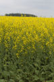 Canola Production Centre and University of Minnesota research site, near Roseau, Minnesota, July, 2010.