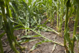 Corn research plots infested with corn rootworm at the University of Minnesota's Rosemount Research and Outreach Center.