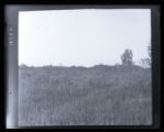 Background, Blue-winged Teal area