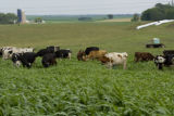 Normande dairy cows eating Sudan grass on farm near Jordan, Minnesota, the Riesgraf family.