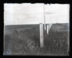 Kingbirds nest on top of post