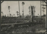 View of a logged area in Todd County