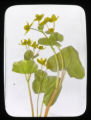 Caltha palustris