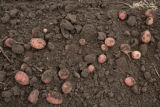 Potato breeding, harvest. University of Minnesota potato breeding plots at the Williston Research Extension Center in North Dakota.