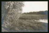 Pond border, Zizania, Salix