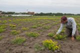 Birdsfoot trefoil seed production, St. Paul campus.