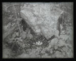 Ruffed Grouse nest