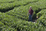 Soybean plots of University of Minnesota soybean researcher Seth Naeve for soybean production research.
