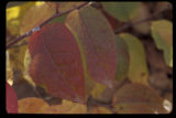 Blueberry plant in fall color.