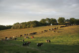 Cows grazing on pasture.