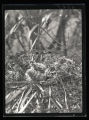 Pied-billed Grebe young in nest