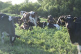 Organic dairying and rotational grazing research by Dennis G. Johnson, University of Minnesota West Central Research and Outreach Center, Morris.