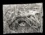 Bobwhite nest, large