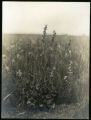 Heuchera hispida (Heuchera americana)