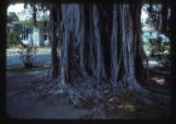Housing, natural Banyan tree