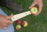 Apple breeding at the University of Minnesota.