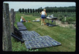 Blueberry harvest of potential new varieties.