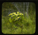 Caltha palustris, one clump
